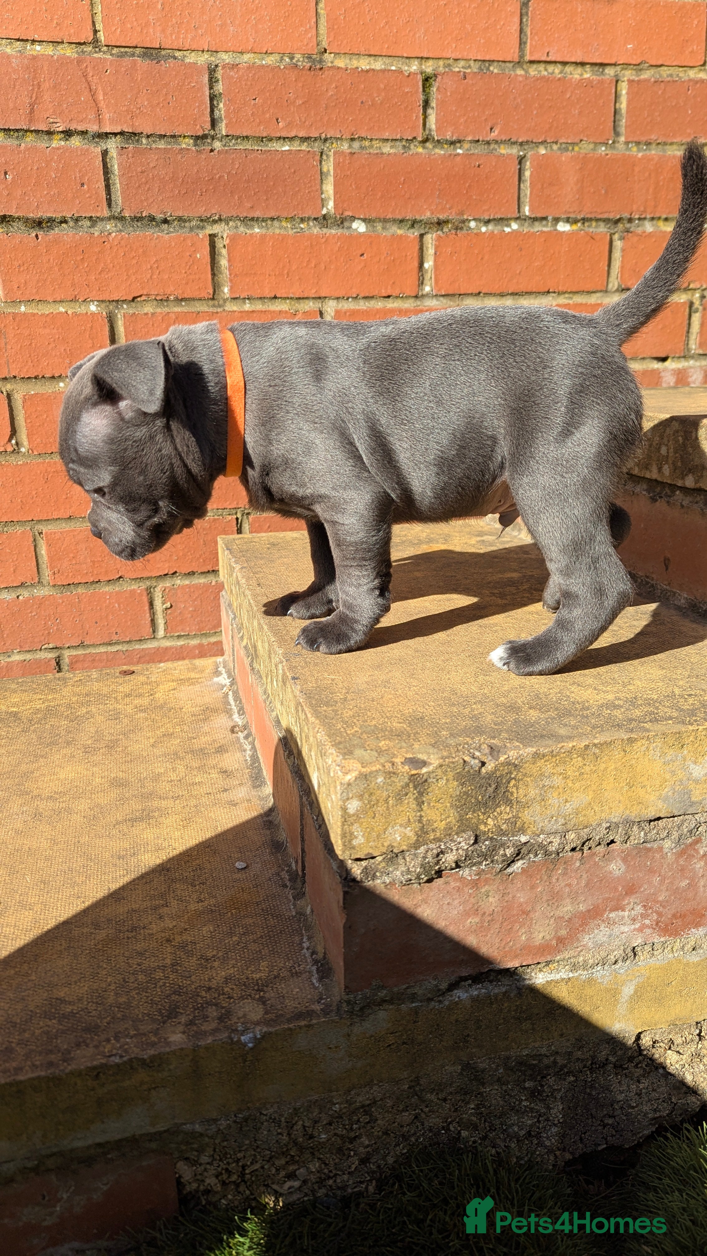 Staffordshire Bull Terrier dogs KC Reg Staffy-Vaglo, Genesis, bouncer- COI 5.2 - Advert 10