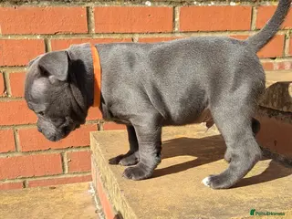 Staffordshire Bull Terrier dogs KC Reg Staffy-Vaglo, Genesis, bouncer- COI 5.2 - Advert 10