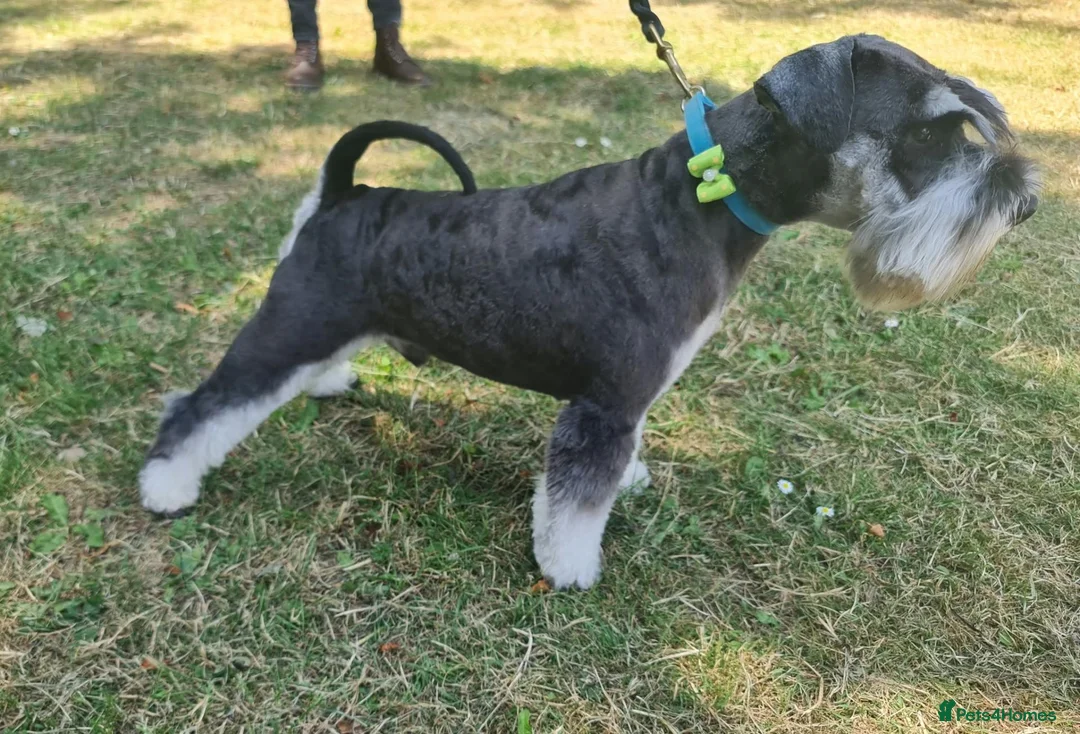 Miniature Schnauzer dogs for stud: Miniature Schnauzer for stud   - Advert 1