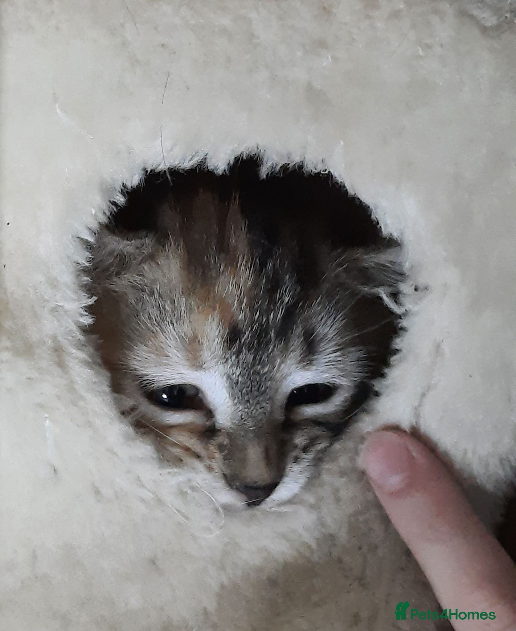 Mixed Breed cats Domestic playful kittens - Advert 16