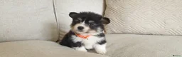 Welsh Corgi Pembroke dogs for sale: 8 Beautiful Kc Welsh Corgi puppies ready soon... - Advert 19