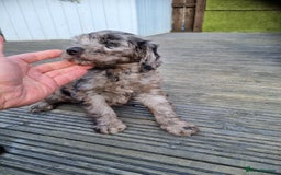 Cockapoo dogs for sale: READY TO LEAVE NOW😍😍😍 - Image 4