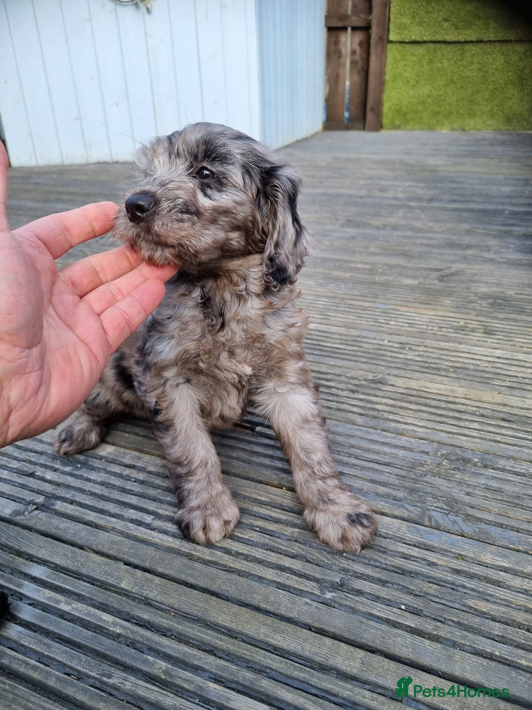 Cockapoo dogs for sale: READY TO LEAVE NOW😍😍😍 - Image 4