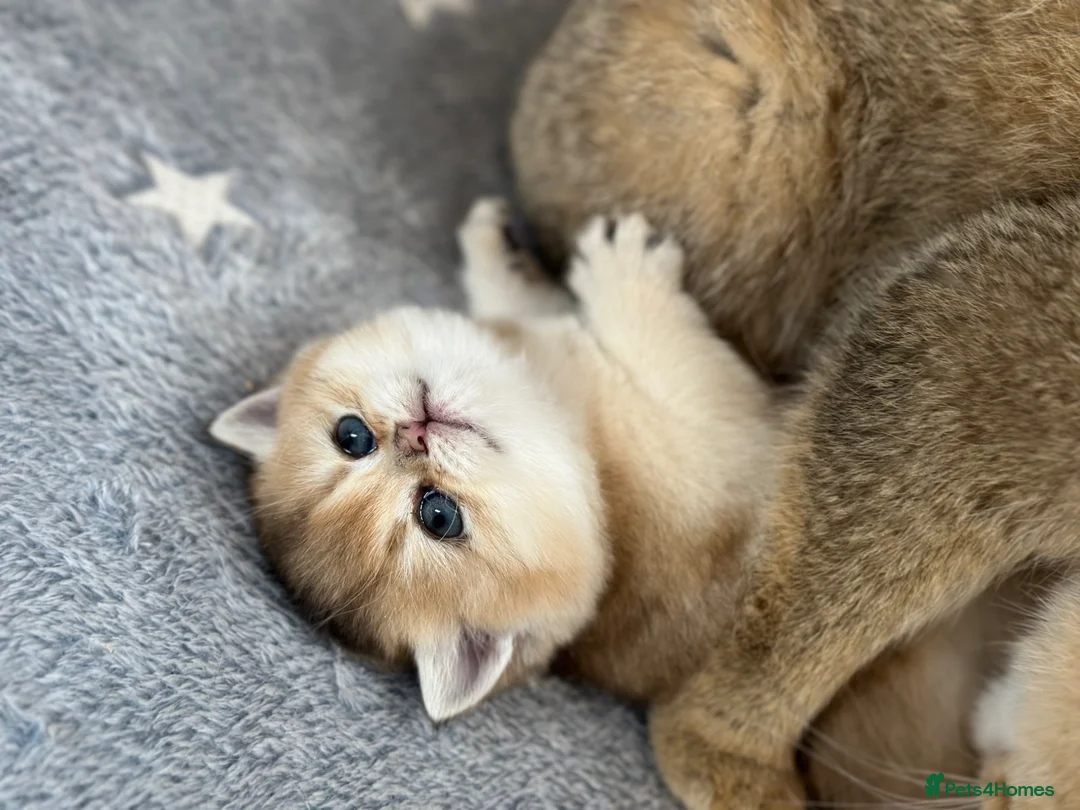 British Shorthair cats for sale: Stunning Quality GCCF British Shorthair Kittens - Advert 21