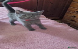 British Shorthair cats for sale: British Blue shorthair kittens £400 - Image 27