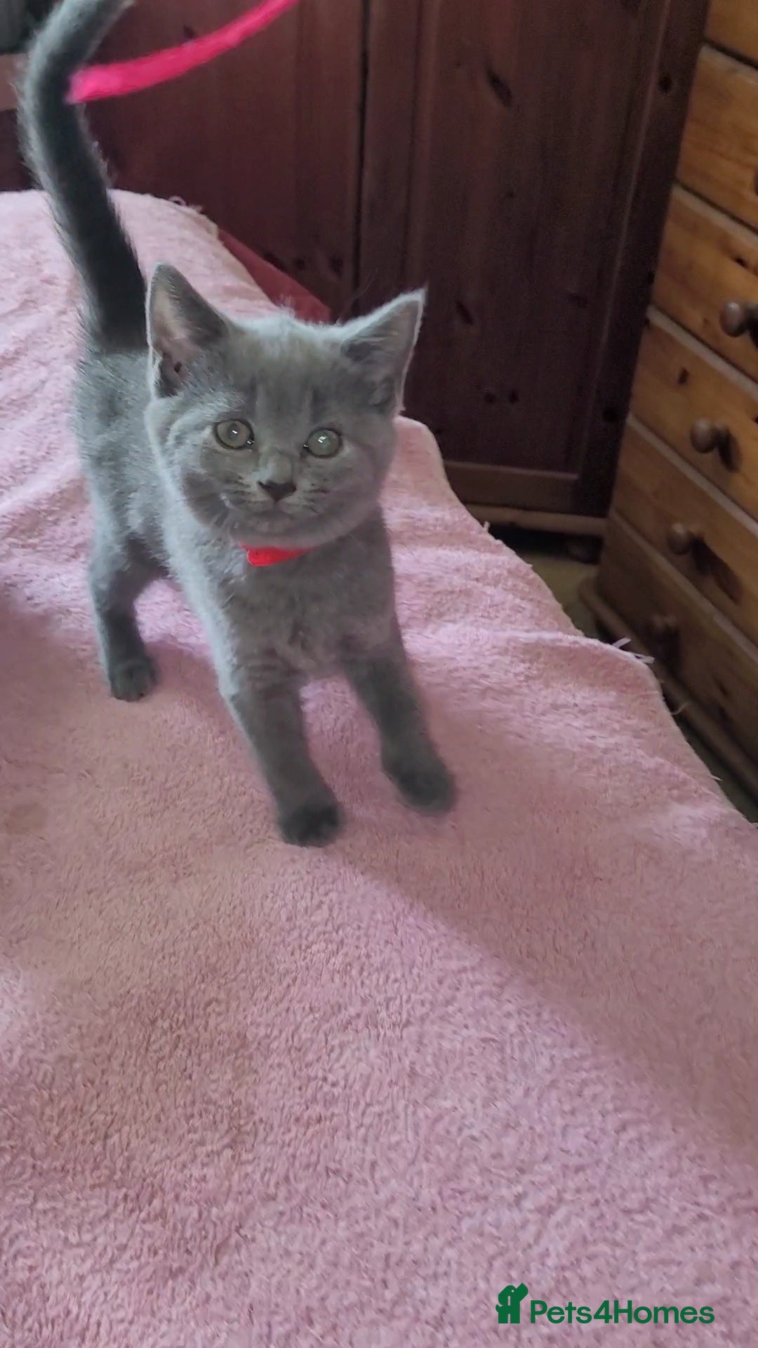 British Shorthair cats for sale: British Blue shorthair kittens £400 - Image 27