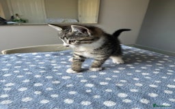 Mixed Breed cats for sale: 4 x Beautiful Adorable Kittens *Ready Now* - Image 6
