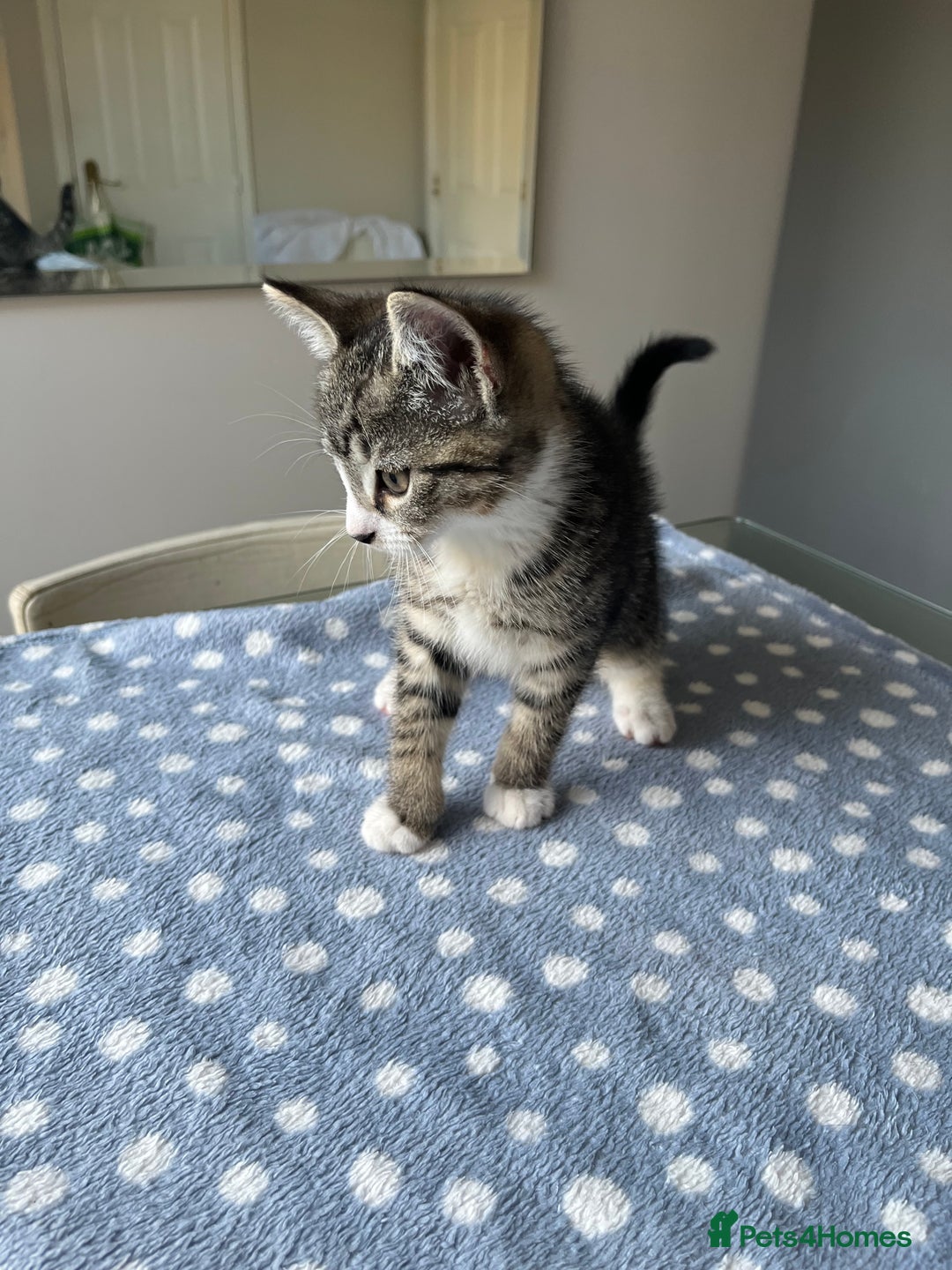 Mixed Breed cats for sale: 4 x Beautiful Adorable Kittens *Ready Now* - Image 6