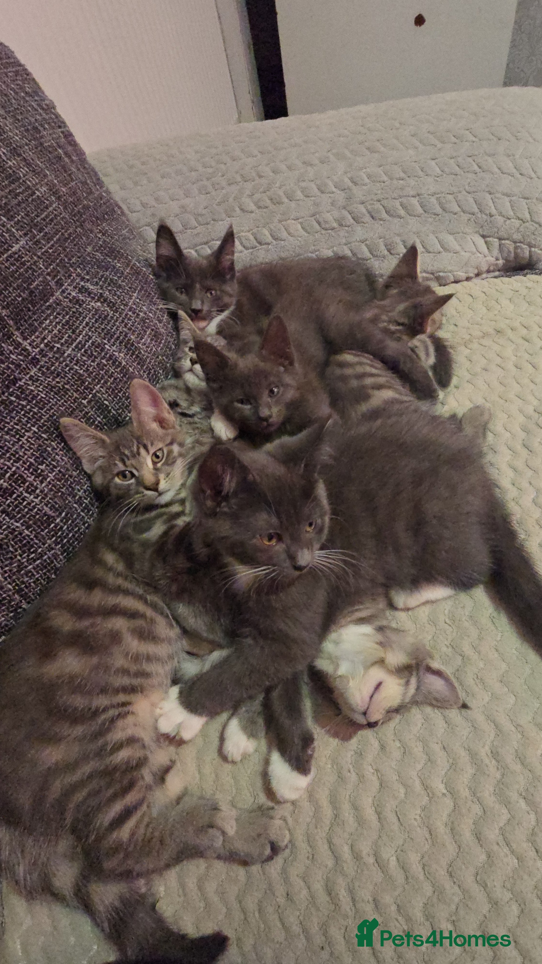 Mixed Breed cats Stunning Maine Coon Mix Kittens–Ready 7th Feb - Advert 8