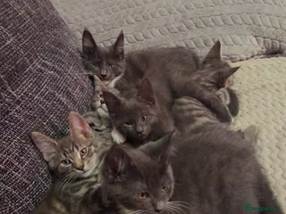 Mixed Breed cats Stunning Maine Coon Mix Kittens–Ready 7th Feb - Advert 8