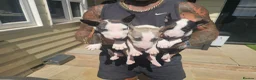 English Bull Terrier dogs for sale: English bullterrier pups for sale - Advert 19