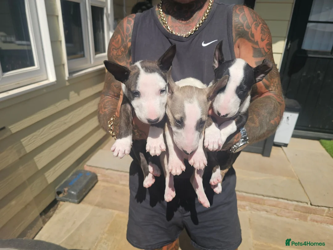English Bull Terrier dogs for sale: English bullterrier pups for sale - Advert 19