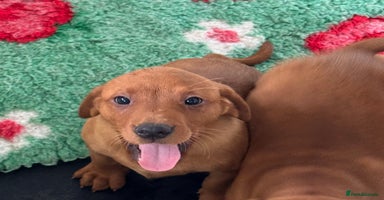 Labrador Retriever dogs - Advert 16