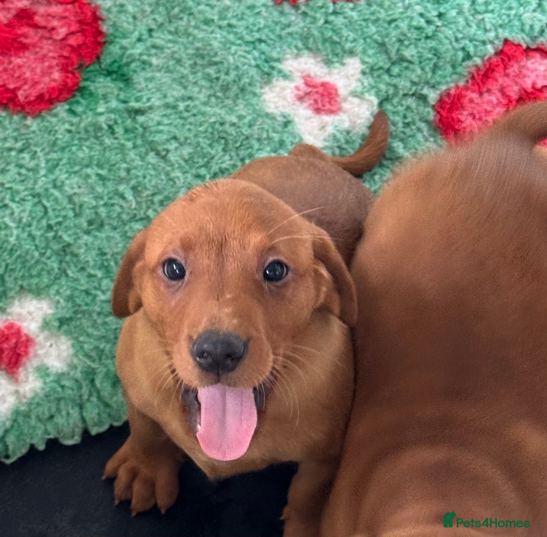 Labrador Retriever dogs for sale: Ready to leave, KC Labrador litter, boys & girls  - Image 3
