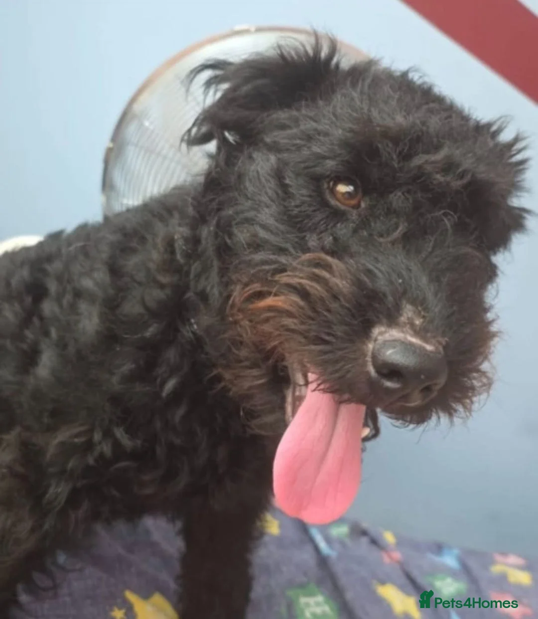 Patterdale Terrier dogs for adoption: Gorgeous Boy for Adoption  - Advert 1