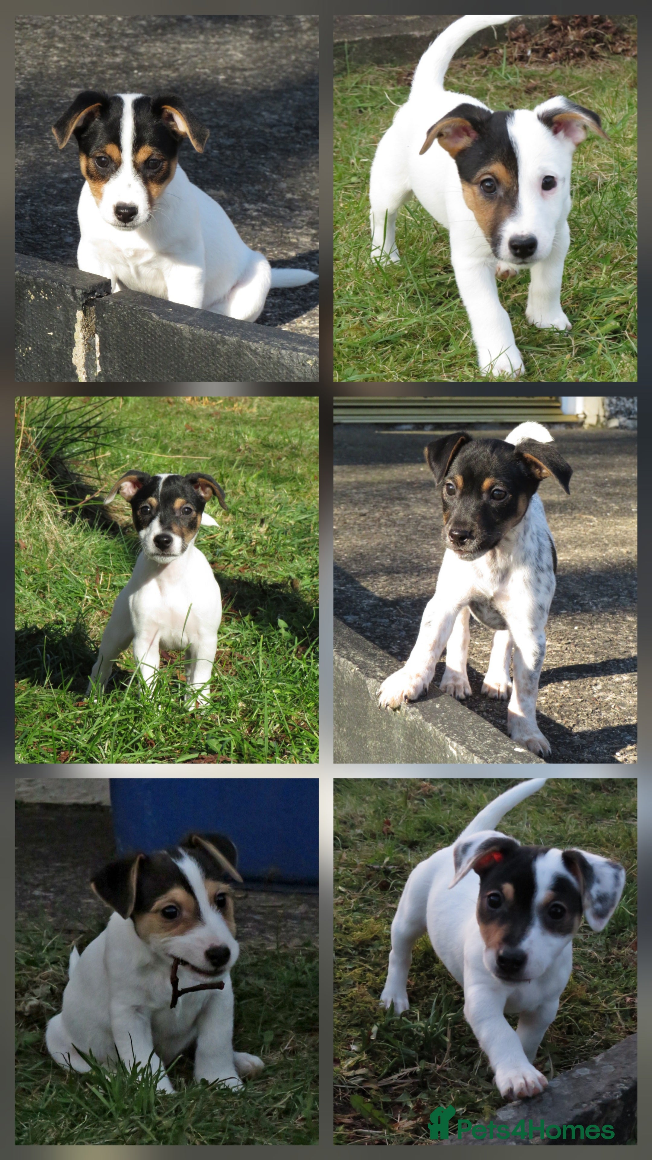 Mixed Breed dogs Parson Russell x Jack Russell  - Advert 7