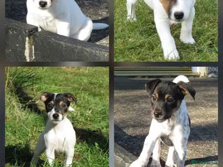 Mixed Breed dogs Parson Russell x Jack Russell - Advert 7