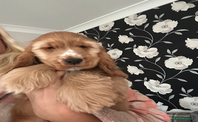 Cocker Spaniel dogs - Advert 11