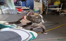 English Bull Terrier dogs for sale: English bull terrier cross staffys - Image 23