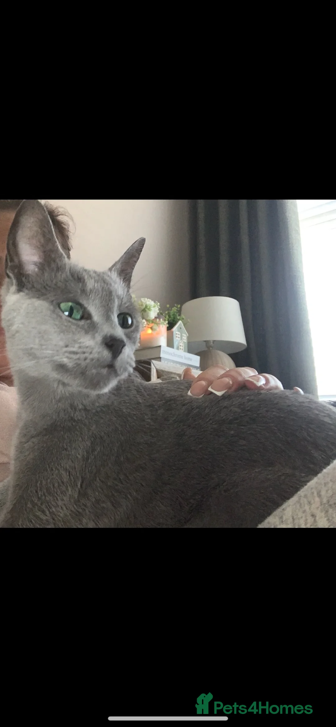 Russian Blue cats for sale: Retired queen, Russian blue cat for sale - Advert 2