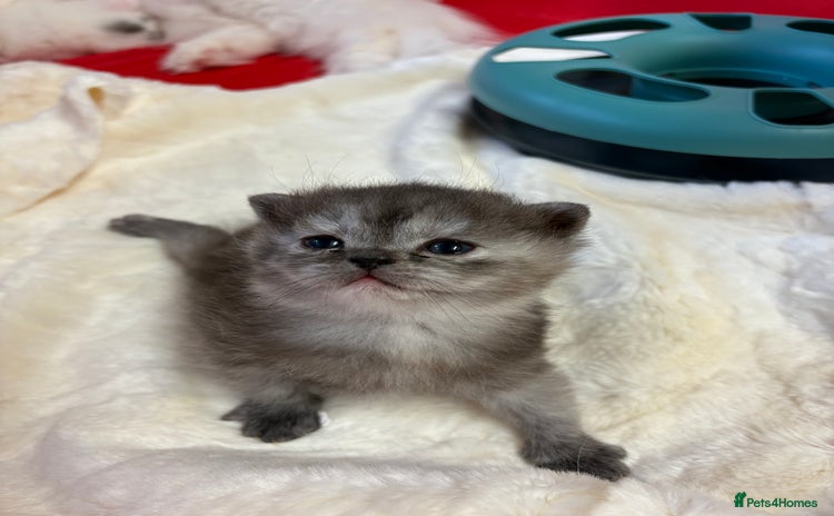 Persian cats - Advert 3