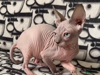 Sphynx cats Adorable Blue Sphynx - Boy Available NOW *TICA REG - Advert 4