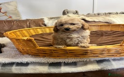 Miniature Poodle dogs for sale: gorgeous litter of Joy kc registered poodles - Image 5