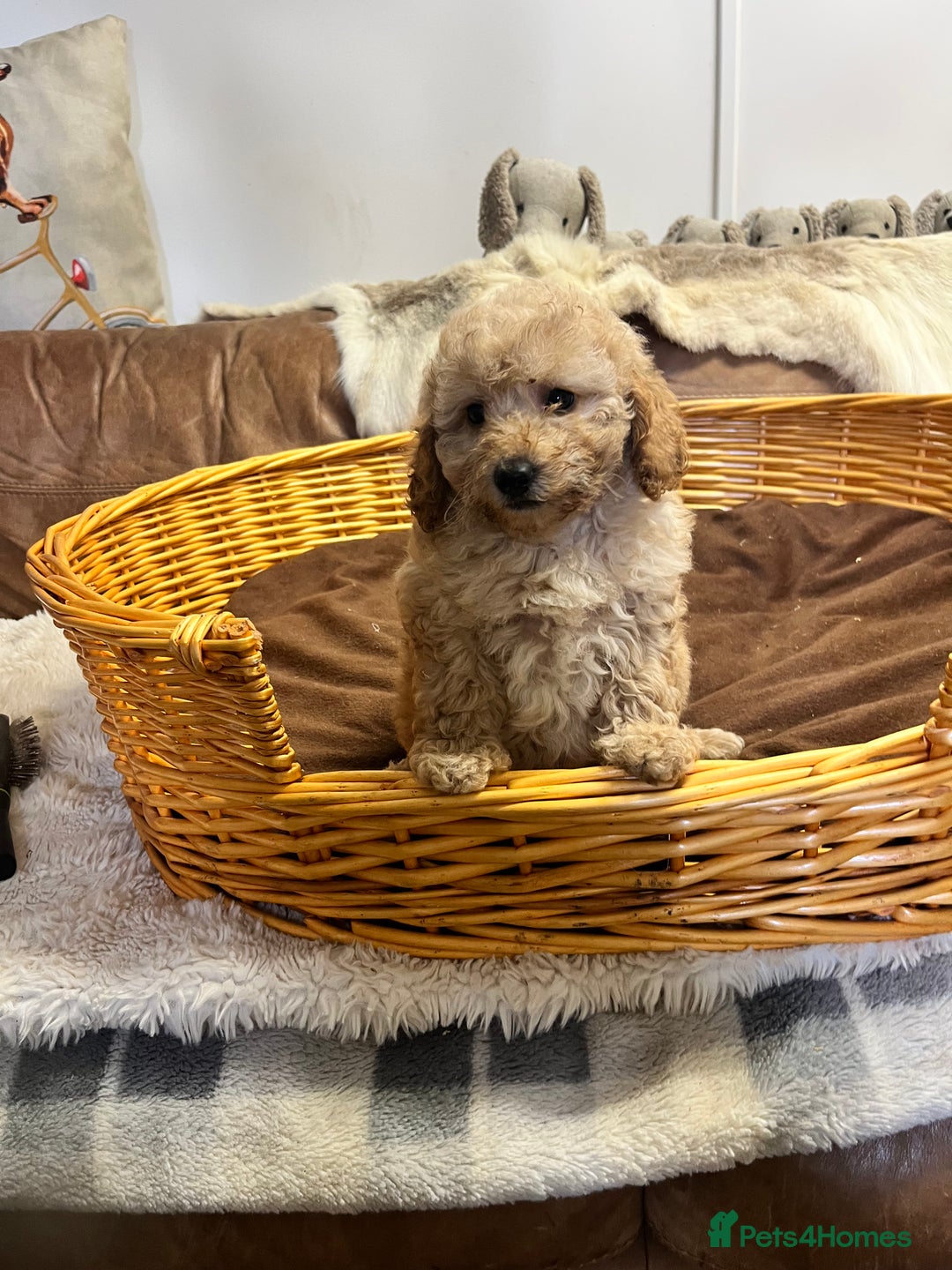 Miniature Poodle dogs for sale: gorgeous litter of Joy kc registered poodles - Image 5