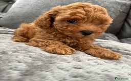 Poochon dogs for sale: 1 female red Poochon puppy  - Image 2