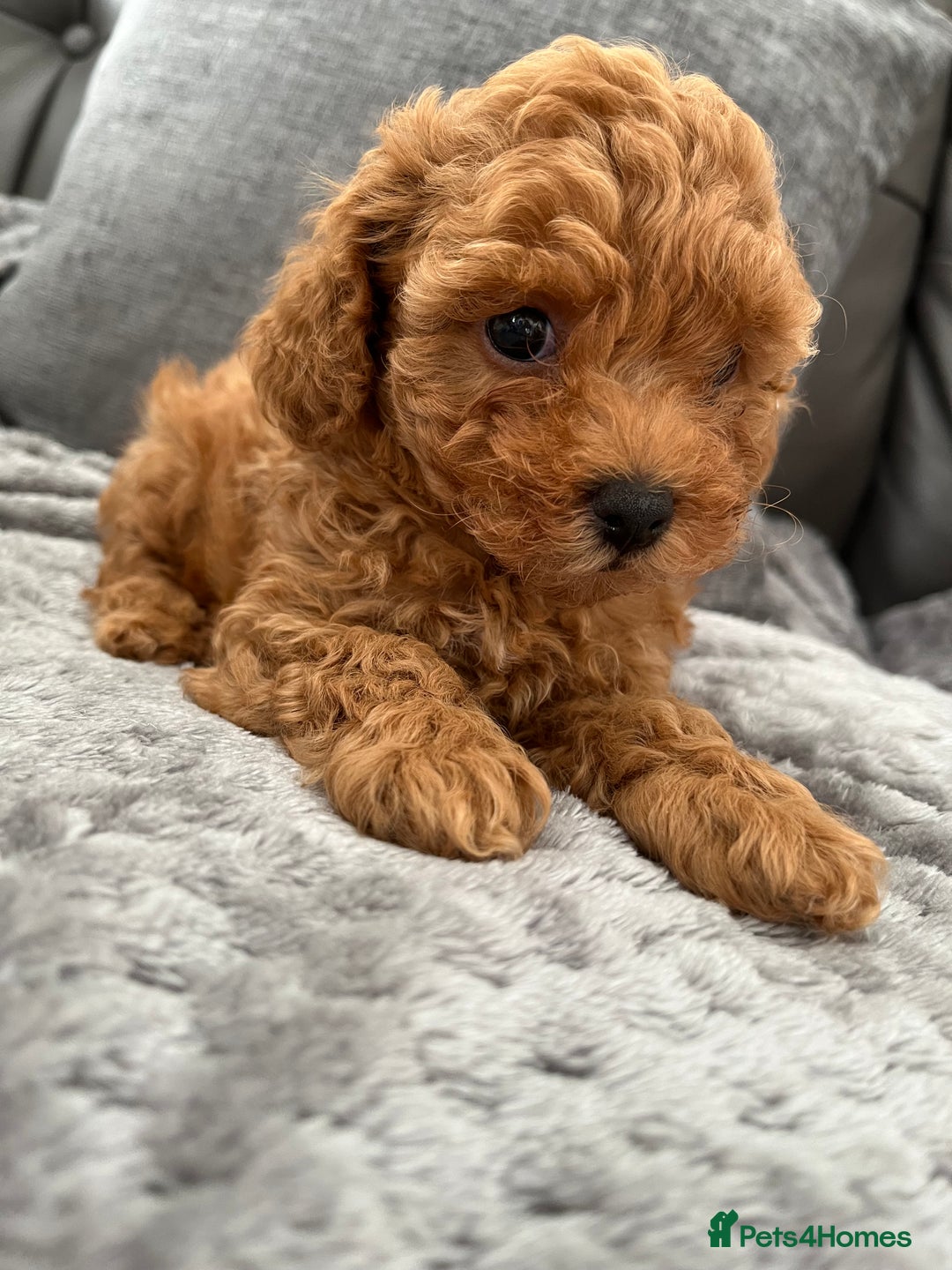 Poochon dogs for sale: 1 female red Poochon puppy  - Image 2