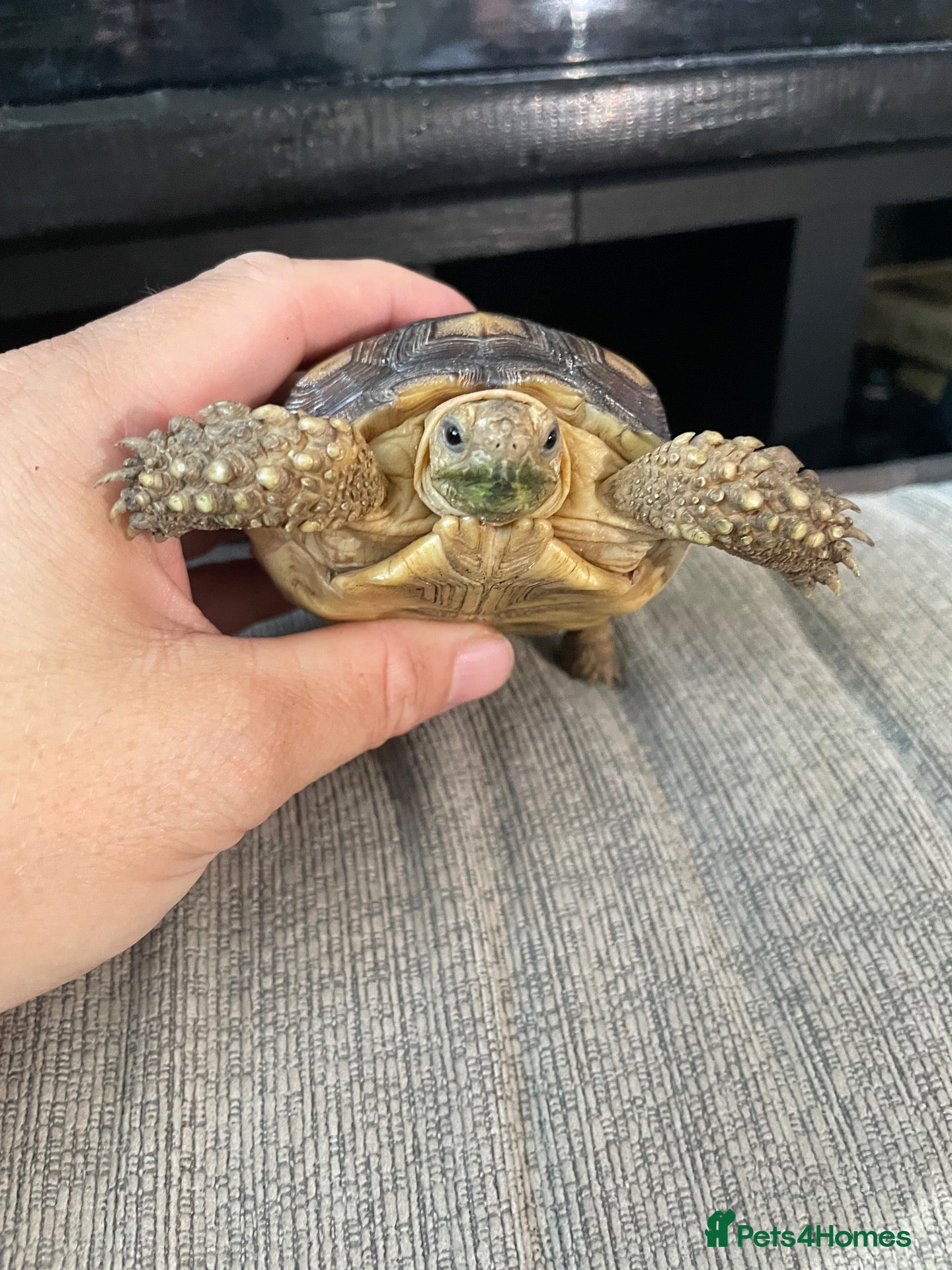 Tortoise reptiles 1 year old sulcata tortoise for sale  - Advert 8