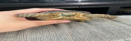 Tortoise reptiles for sale: 1 year old sulcata tortoise for sale  in Abergele - Advert 1