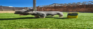 French Bulldog 5