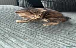 British Shorthair cats for sale:  British shorthair / American bobtail - Image 8