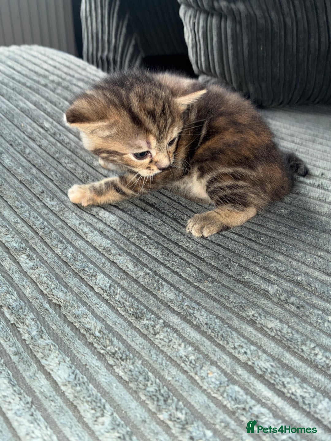 British Shorthair cats for sale:  British shorthair / American bobtail - Image 8