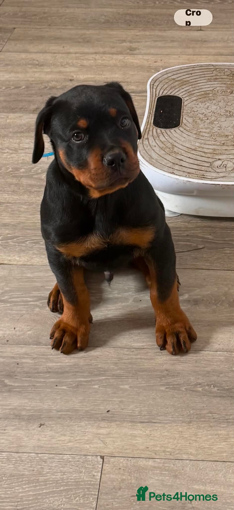 Rottweiler dogs for sale: READY TO GO 5th august - Advert 1