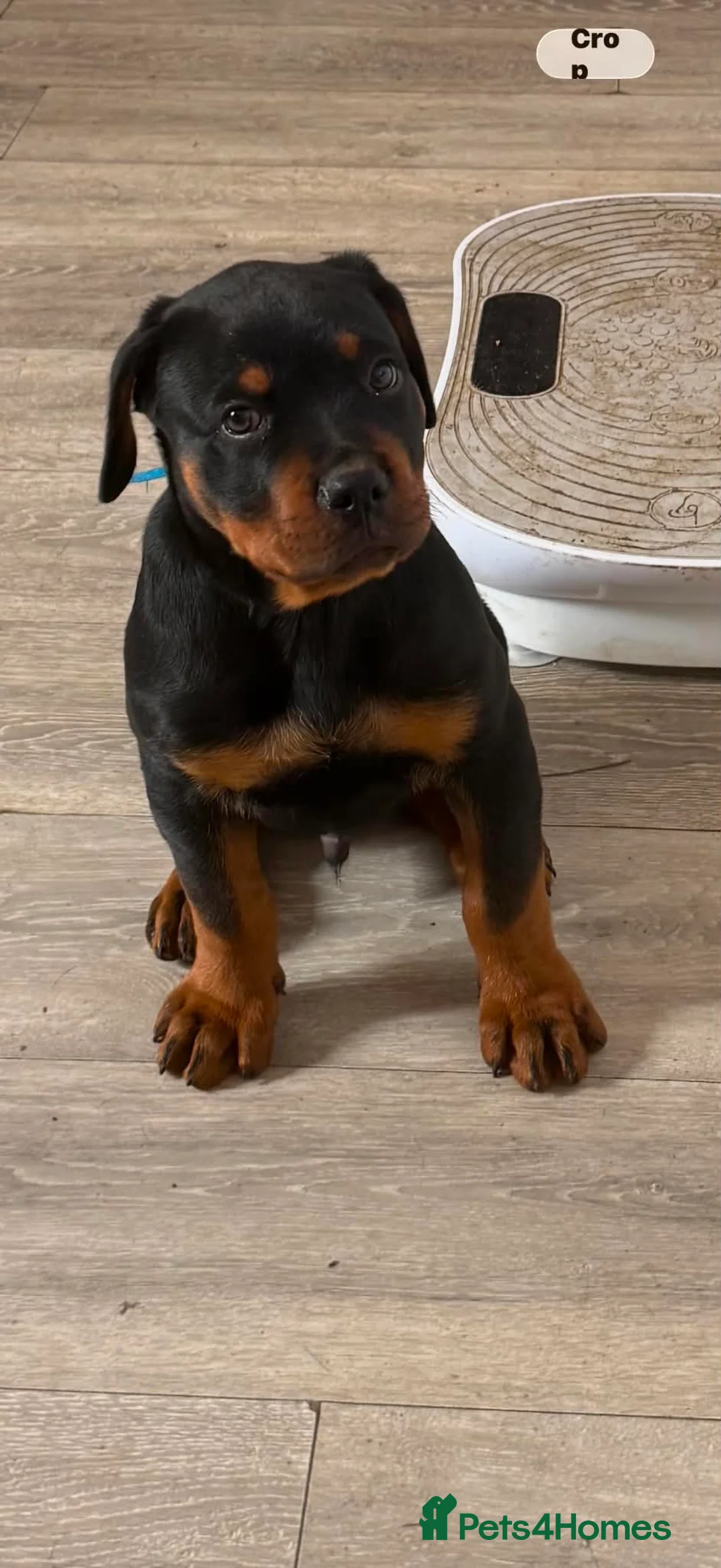 Rottweiler dogs for sale: READY TO GO 5th august - Advert 1