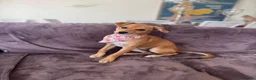 Mixed Breed dogs for adoption: Tranquil Trudie - Advert 9