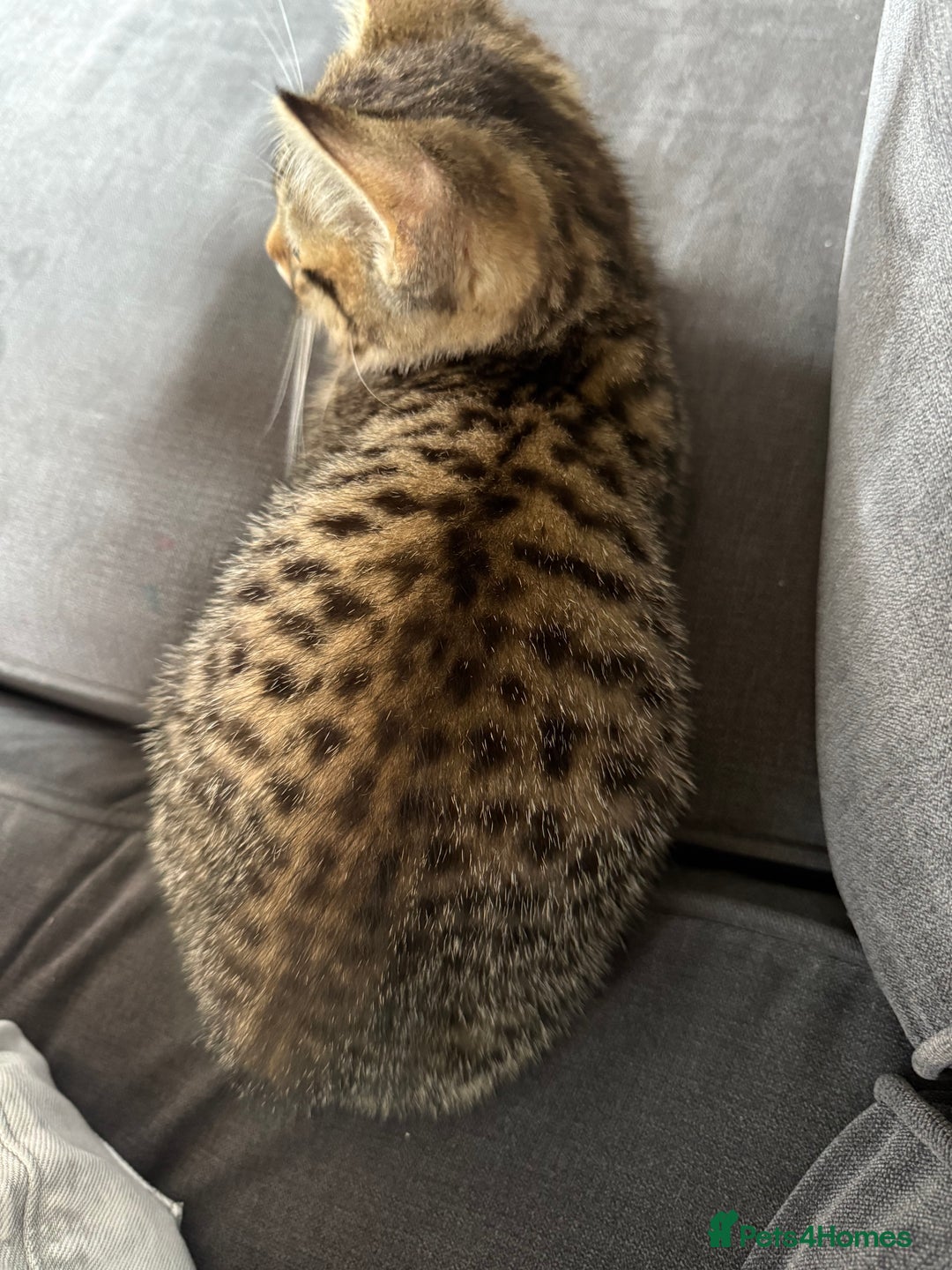 Mixed Breed cats for sale: 12 week old Bengal cross girl  - Image 4