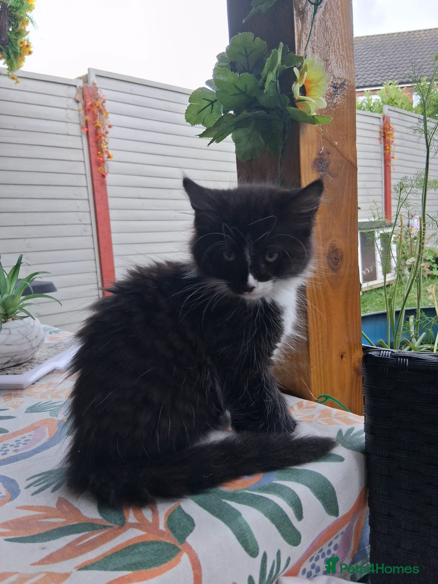 Mixed Breed cats for sale: 1 boy and 2 girls black and white ( tuxedo) - Advert 9