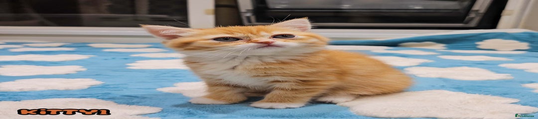 Kitten 1 Girl Red (Ginger) Tabby 
