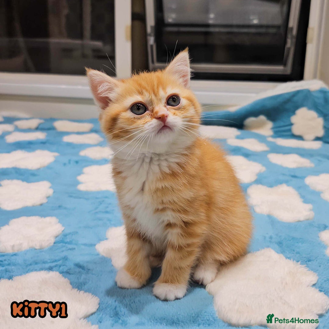 British Shorthair cats for sale: Adorable Kittens Ready For Reservation  - Image 3