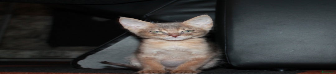 Chausie Kitten 1