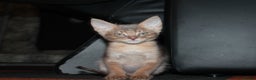 Chausie cats for sale: Adorable Chausie Kittens – 2 males & 1 female - Advert 5