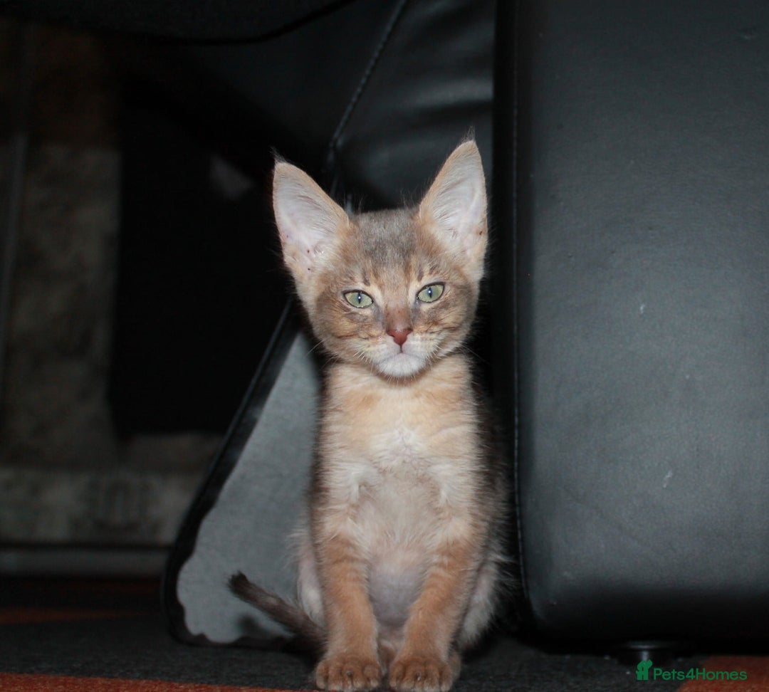 Chausie cats for sale: Adorable Chausie Kittens – 2 males & 1 female - Image 5
