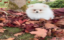 Pomeranian dogs for sale: ** Pomeranian/700g-11 week Champion EU Bloodline  - Image 7