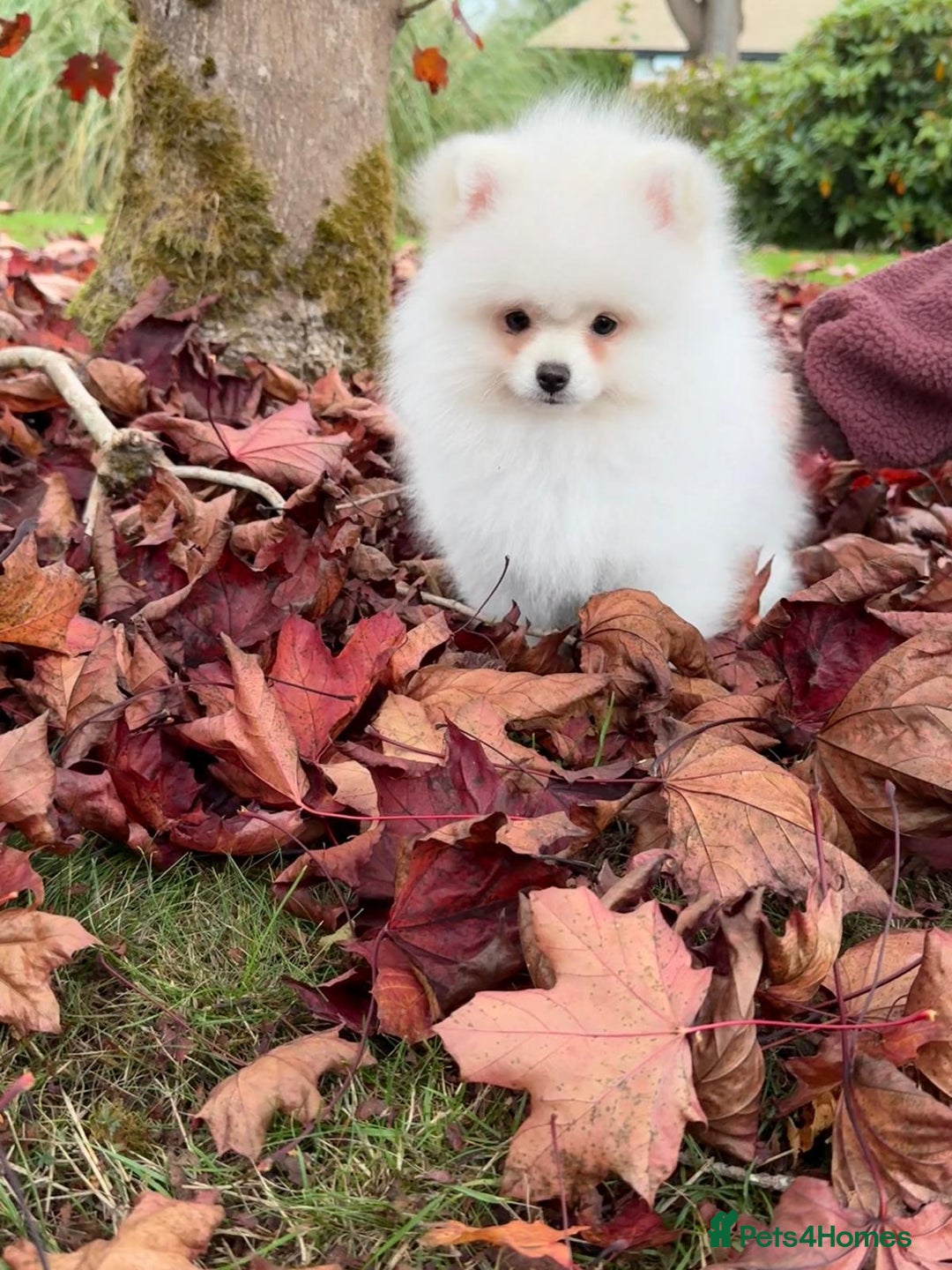 Pomeranian dogs for sale: ** Pomeranian/700g-11 week Champion EU Bloodline  - Image 7