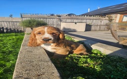 Cocker Spaniel dogs for sale: Cocker Spaniel Puppies - Image 6