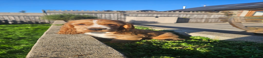 Cocker Spaniel Puppy 1