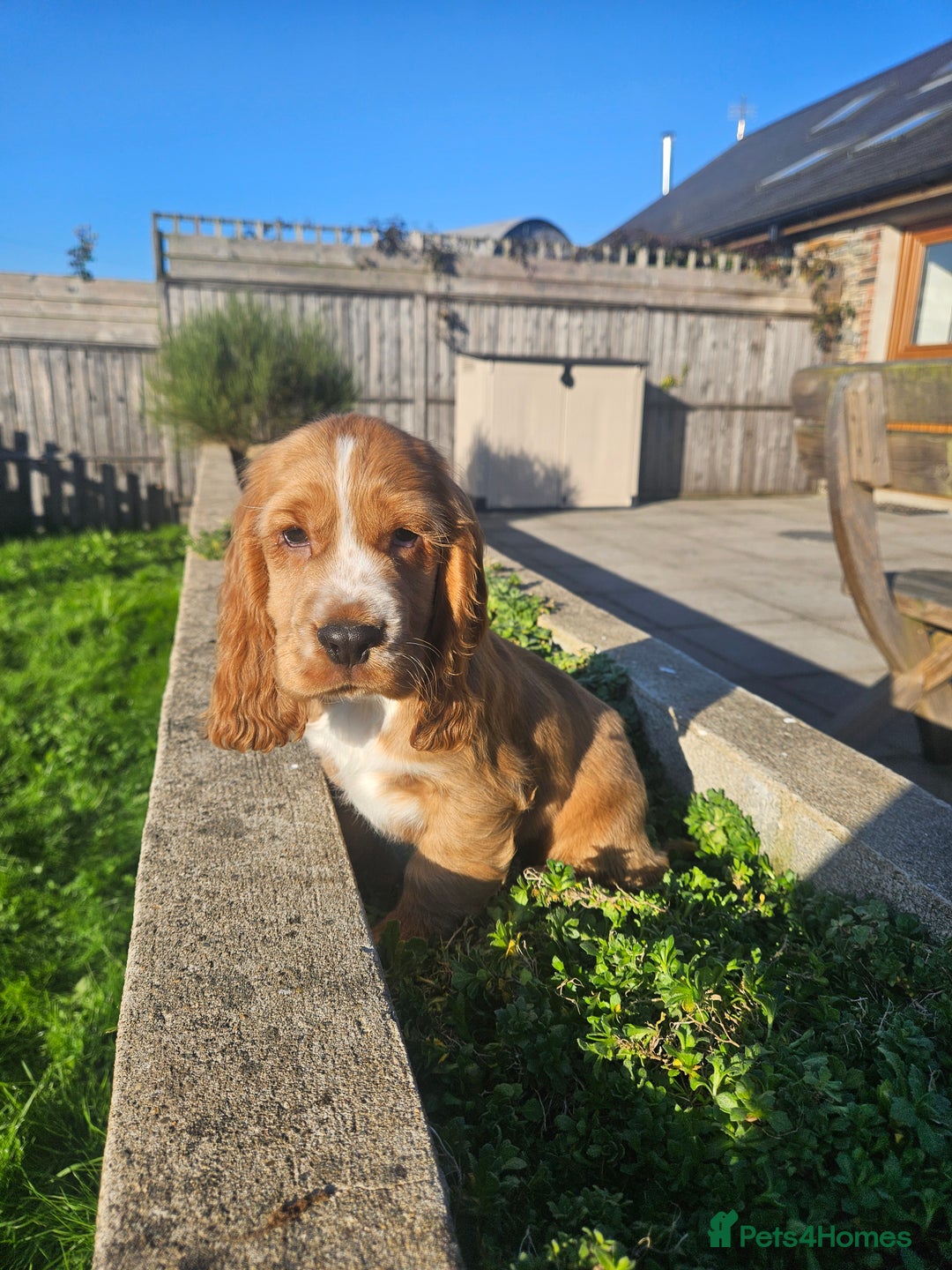 Cocker Spaniel dogs for sale: Cocker Spaniel Puppies - Image 6